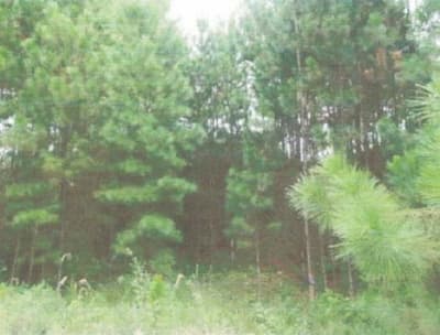 Foto 9 de 10: Area Rural em leilão em Bom Sucesso De Itararé - SP — Imóvel rural, A.T. 96.800m², Bairro de Bom Sucesso, Sítio Sinhá 1
