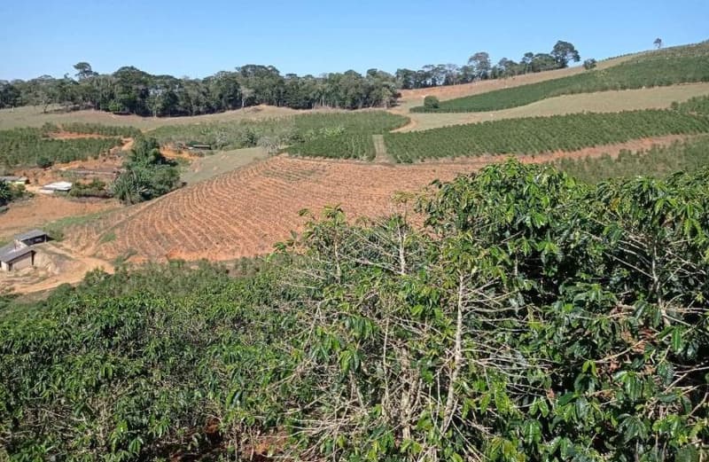 Foto 12 de 49: Area Rural em leilão em Caiana - MG — IMÓVEL RURAL COM ÁREA TOTAL DE 16,99,68 hectares- Em CAIANA/MG