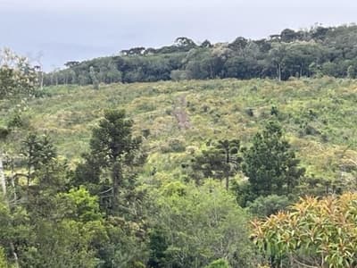 Foto 6 de 6: Area Rural em leilão em São Cristóvão Do Sul - SC — Terreno com A.T. 872.491m², Carataguá, Curitibanos/SC