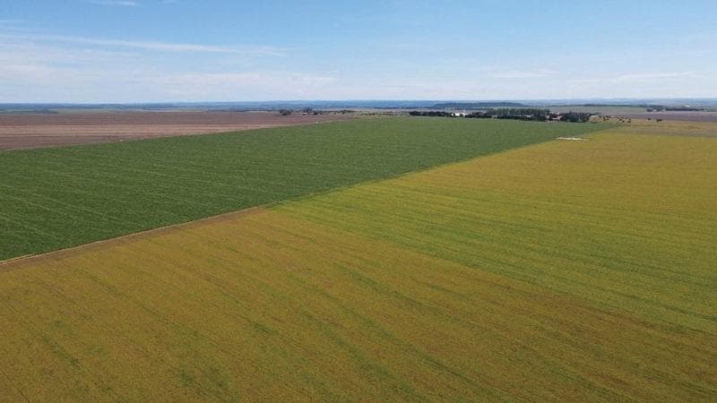 Foto 11 de 30: Area Rural em leilão em Paraíso Das Águas - MS — IMÓVEL RURAL | 400 HA (FRAÇÃO IDEAL) - FAZ. LOTE BAÚS PERDIDO I SECÇÃO B | PLANTIO PARA SOJA E MILHO | PARAÍSO DAS ÁGUAS/MS