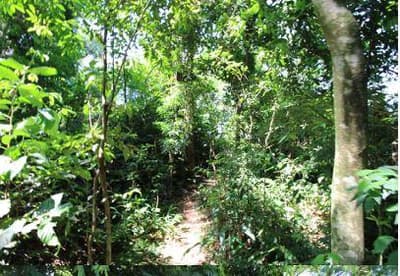 Foto 8 de 16: Terreno em leilão em Foz Do Iguaçu - PR — Terreno com 4.919,10 m² , sem benfeitorias, na Avenida Theodoro Risden nº 598, Foz do Iguaçu/PR