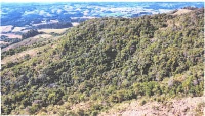 Foto 4 de 5: Terreno em leilão em Prudentópolis - PR — Área Rural com 47,36 Hectares Linha Herval Prudentópolis/PR