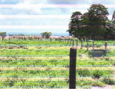 Foto 7 de 7: Area Rural em leilão em Colorado Do Oeste - RO — IMÓVEL RURAL - A.T. 16,94HA LOTE 66/A DA GLEBA 48 | COLORADO DO OESTE/RO