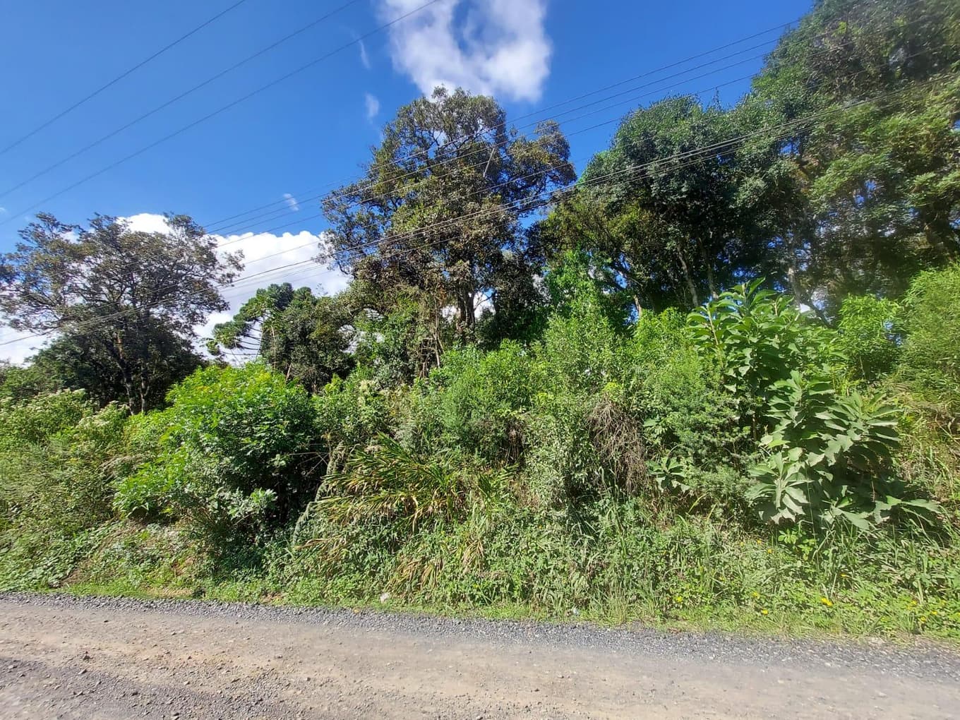 Foto 2 de 3: Terreno em leilão em São Bento Do Sul - SC, bairro Brasília — Terreno Brasilia/SBS - 49.144