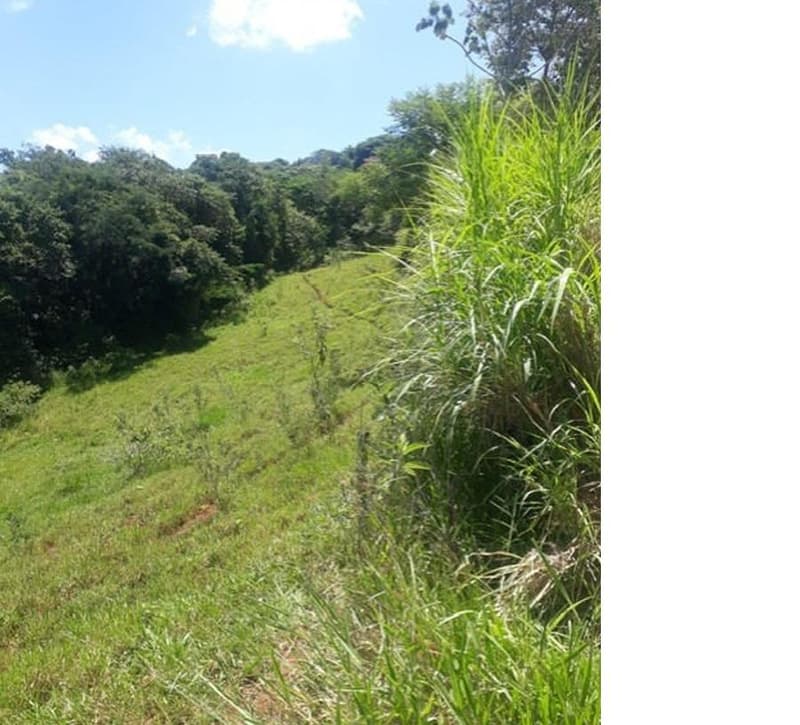 Foto 1 de 9: Area Rural em leilão em Roncador - PR — Gleba de terras, A.T. 60 ha, Colônia Muquilão