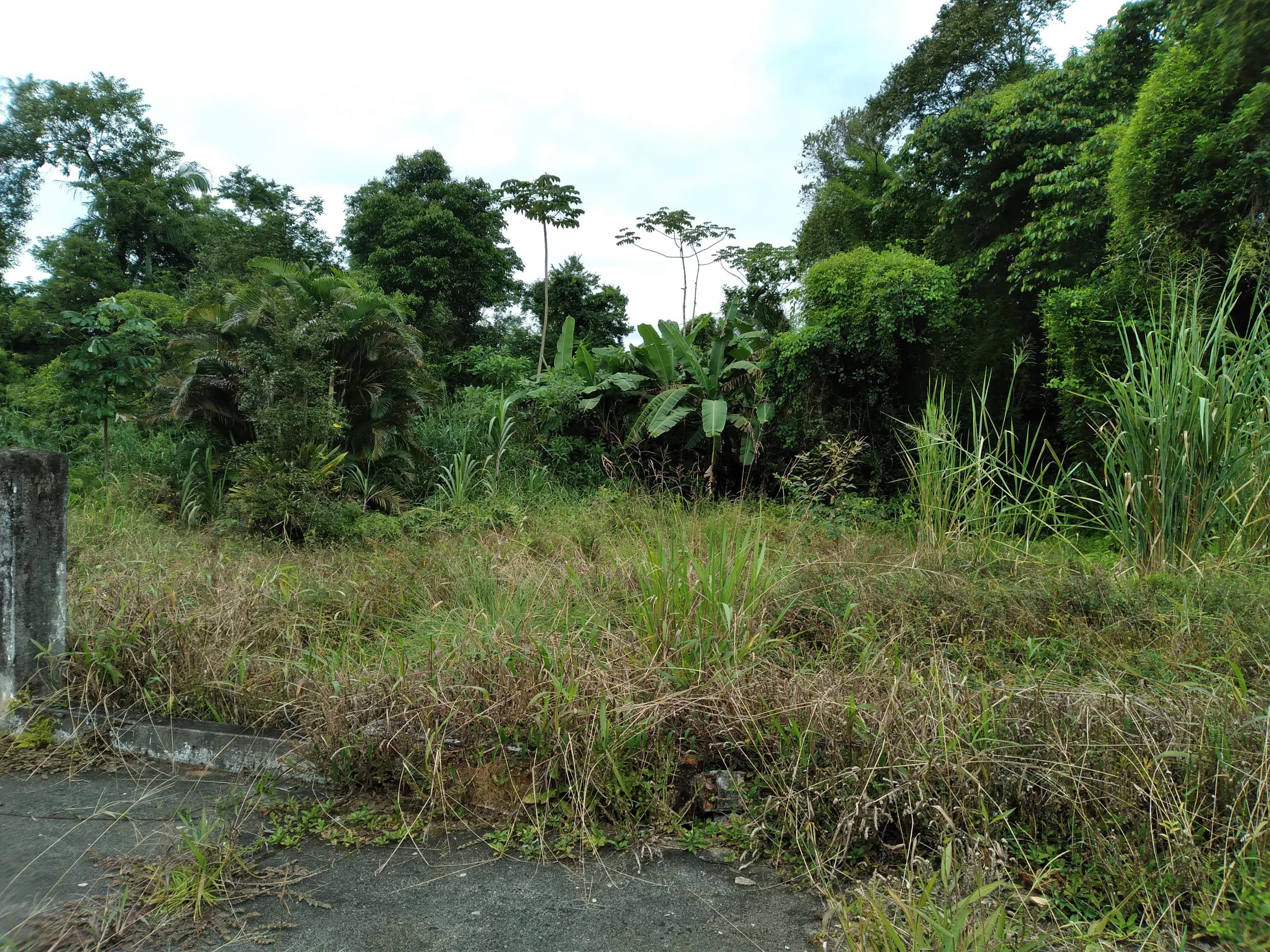 Foto 6 de 13: Terreno em leilão em Antonina - PR — Terreno Rural 308,4632ha Desocupado em Antonina/PR