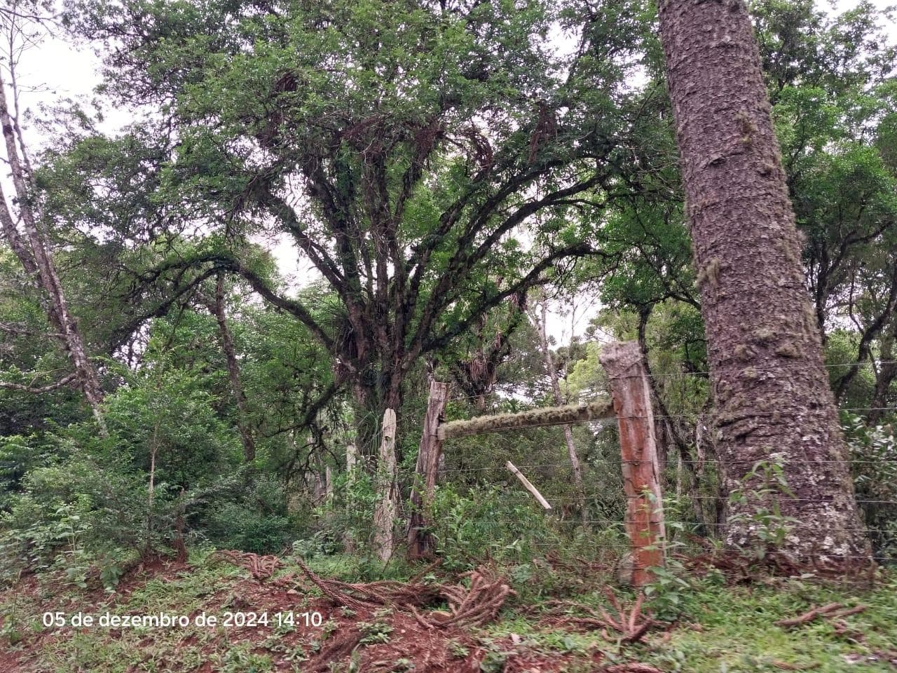 Foto 17 de 17: Terreno em leilão em Lapa - PR — Terreno rural, com área de 36.300,00m², Lapa/PR