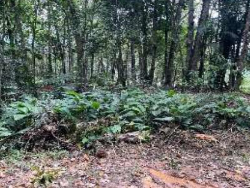 Foto 3 de 7: Terreno em leilão em Blumenau - SC, bairro Progresso — Lote, 45.38 ha, Blumenau / SC