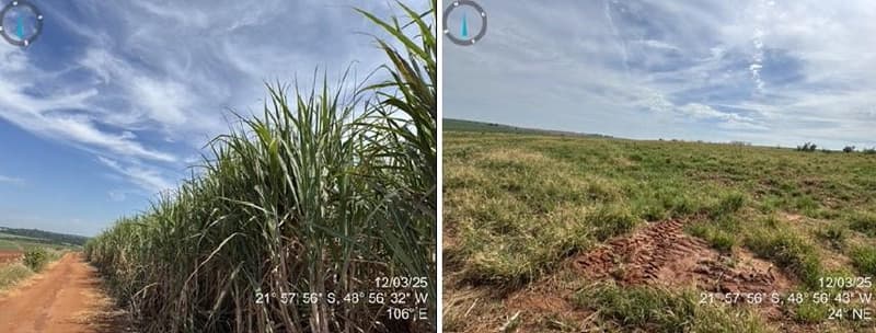 Foto 5 de 7: Area Rural em leilão em Arealva - SP — Uma gleba de terras com área de 126,6565 Há