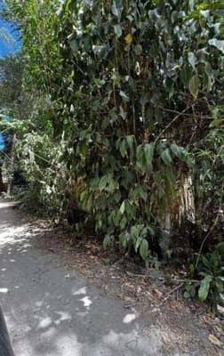Foto 4 de 9: Terreno em leilão em Ilhabela - SP, bairro Barra Velha — id 778 - Direitos Possessórios - Terreno - Ilhabela/SP