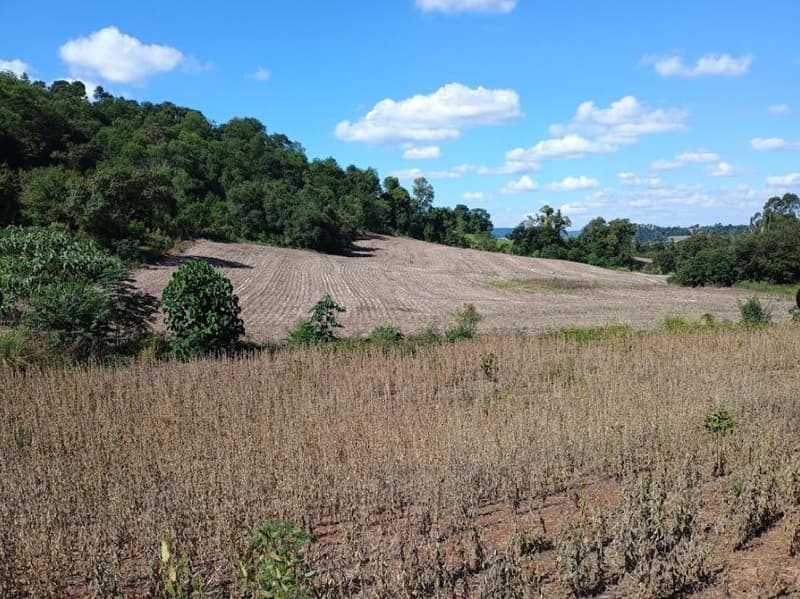 Area Rural em leilão em Porto Lucena - RS — IMÓVEL RURAL COM ÁREA DE 100,000m² - PORTO LUCENA/RS