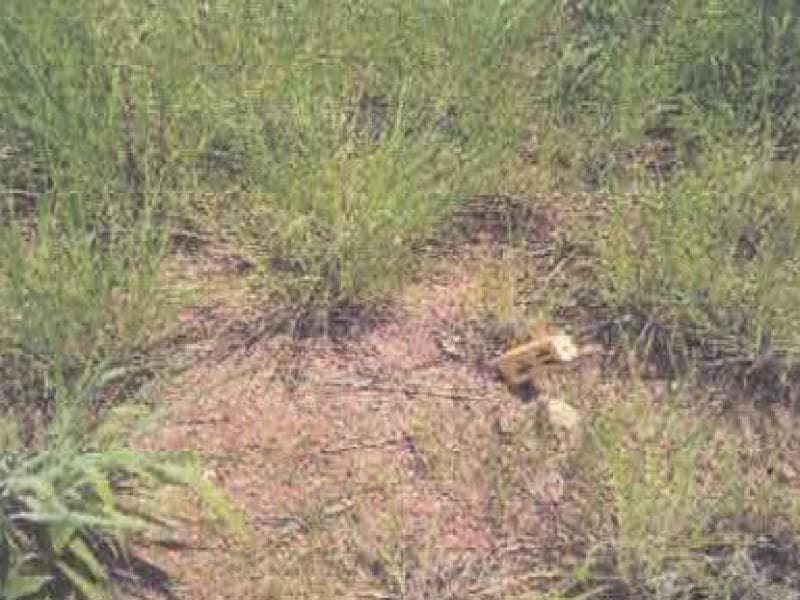 Foto 2 de 2: Terreno em leilão em Cuiabá - MT, bairro Vila Klareana — Lote, 361.2 m2, Cuiabá / MT