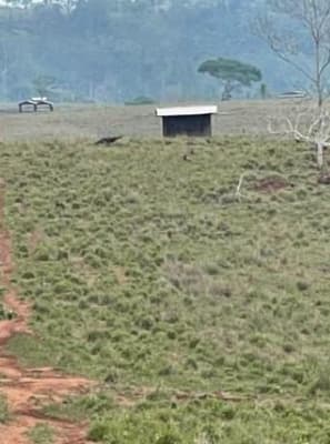 Foto 5 de 6: Area Rural em leilão em Alta Floresta D'oeste - RO — IMÓVEL RURAL| A.T. 12,10 HA SÍTIO STO. ANTÔNIO SETOR RIO BRANCO | ALTA FLORESTA DOESTE/RO
