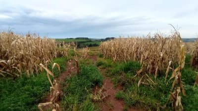 Foto 3 de 7: Area Rural em leilão em Renascença - PR — Fazenda Marmeleiro/PR