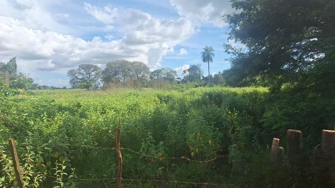 Foto 2 de 2: Area Rural em leilão em Icém - SP, bairro Vila de Icém — Área Agro 316.305m² | Icém/SP | Estrada Boiadeira | 12 Alqueires