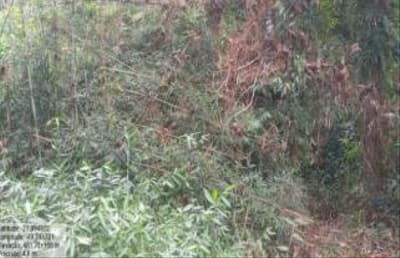 Foto 2 de 5: Terreno em leilão em Apiúna - SC, bairro Zona Rural — IMÓVEL RURAL COM ÁREA TOTAL DE 16,135 ha- Em APIÚNA/SC