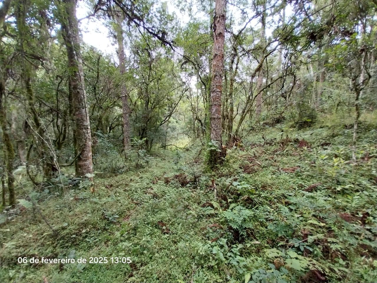 Foto 13 de 18: Area Rural em leilão em Lapa - PR — Terreno rural com a área de 2,0227ha, Lapa/PR