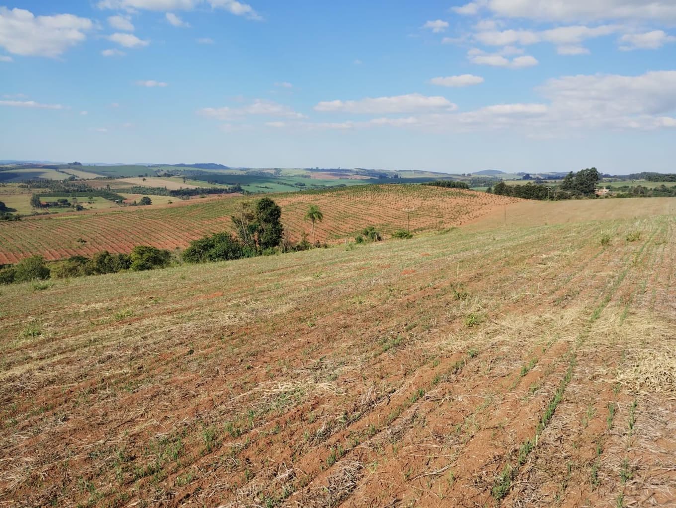 Foto 20 de 24: Area Rural em leilão em São Jerônimo Da Serra - PR — Área rural com área de 35,53 hectares - São Jerônimo da Serra/PR.