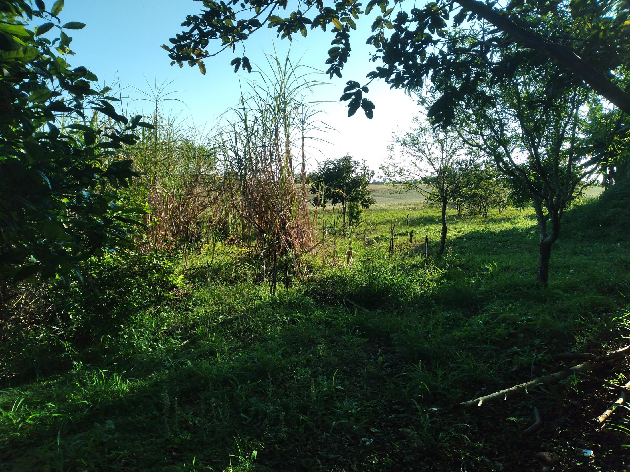 Foto 25 de 41: Area Rural em leilão em Capitão Leônidas Marques - PR — Gleba Urbana Desocupada 27.837m2 no Bairro São Gabriel em Capitão Leonidas Marques/PR
