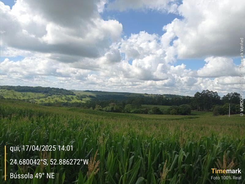 Foto 5 de 8: Area Rural em leilão em Campina Da Lagoa - PR — IMÓVEL RURAL COM ÁREA DE 60.500 m2 Em CAMPINA DA LAGOA/PR