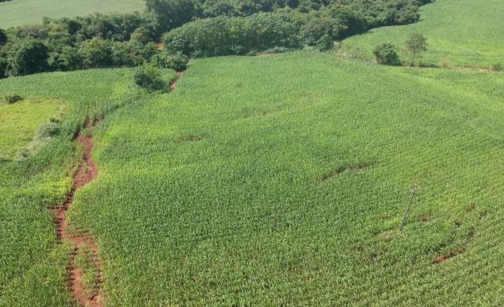 Foto 4 de 8: Area Rural em leilão em Mercedes - PR — IMÓVEL RURAL COM ÁREA DE 70.050 m2- Em MERCEDES/PR