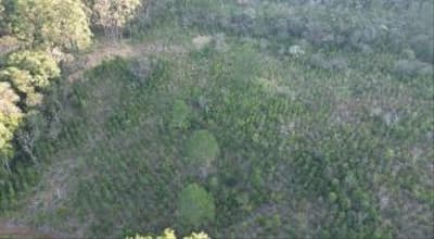 Foto 6 de 9: Area Rural em leilão em Quedas Do Iguaçu - PR, bairro Quedas do Iguaçu — IMÓVEL RURAL COM ÁREA TOTAL DE 10.668500 (hectares) EM QUEDAS DO IGUAÇU-PR