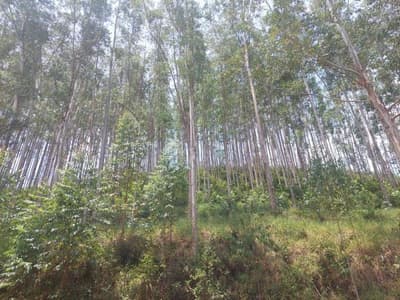 Foto 10 de 12: Area Rural em leilão em Igaratá - SP, bairro Santo Agostinho — FAZENDA EM IGARATA-SP