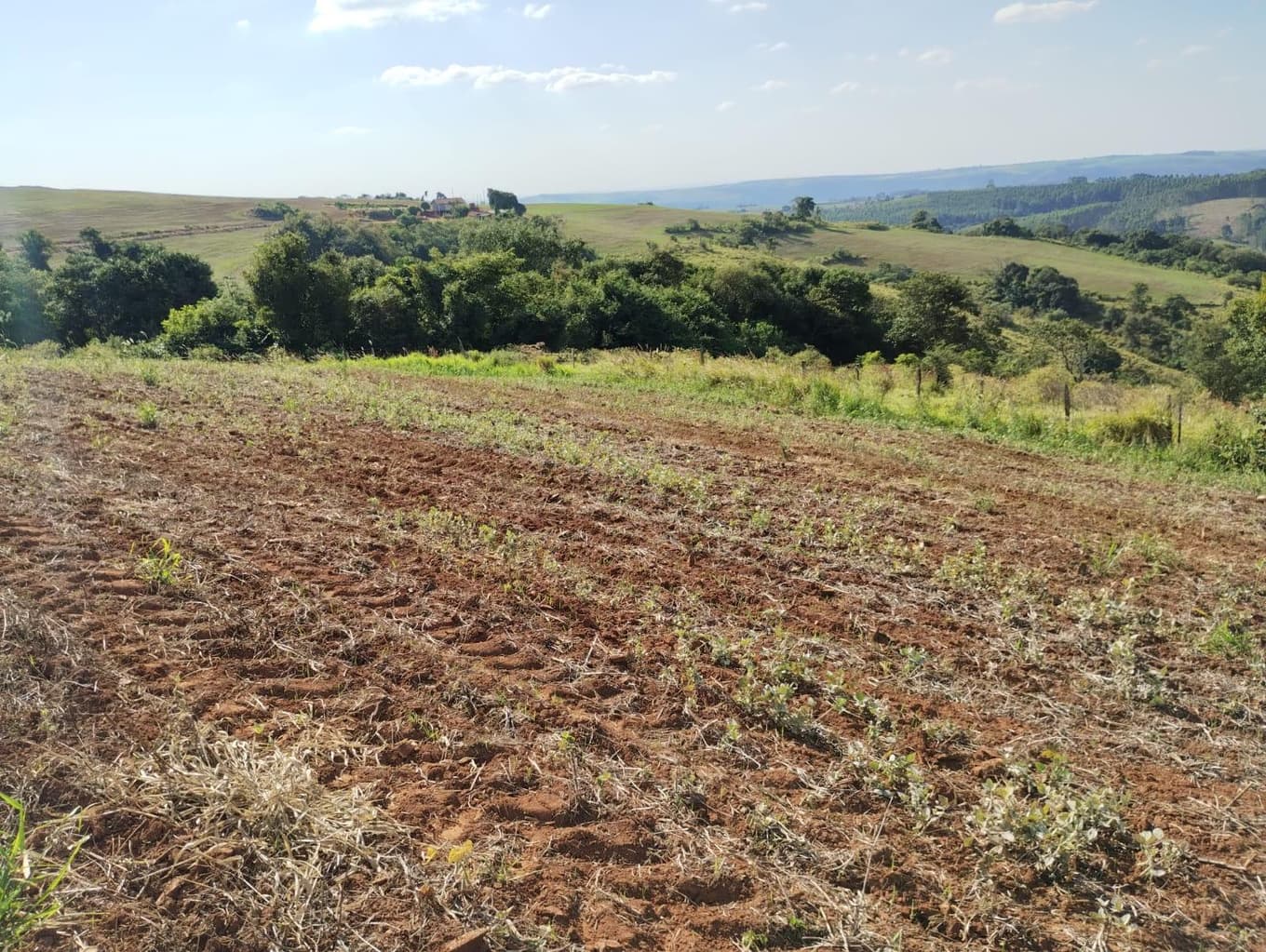 Foto 8 de 24: Area Rural em leilão em São Jerônimo Da Serra - PR — Área rural com área de 35,53 hectares - São Jerônimo da Serra/PR.