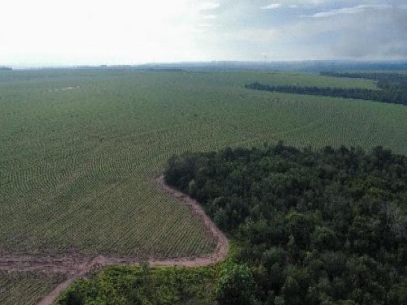 Foto 1 de 3: Area Rural em leilão em Mineiros - GO — Fazenda, 100.73 ha, Mineiros / GO