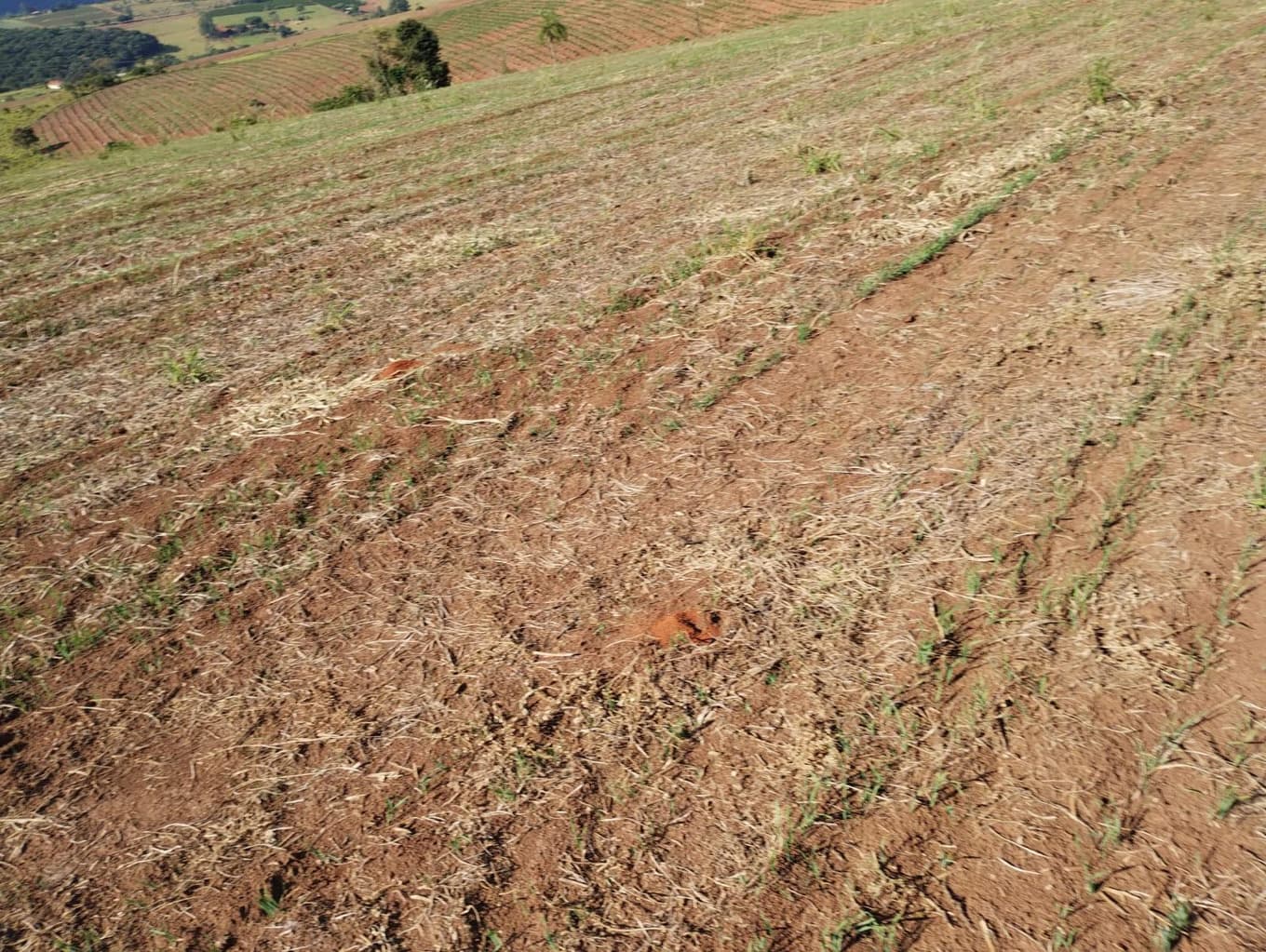Foto 9 de 24: Area Rural em leilão em São Jerônimo Da Serra - PR — Área rural com área de 35,53 hectares - São Jerônimo da Serra/PR.
