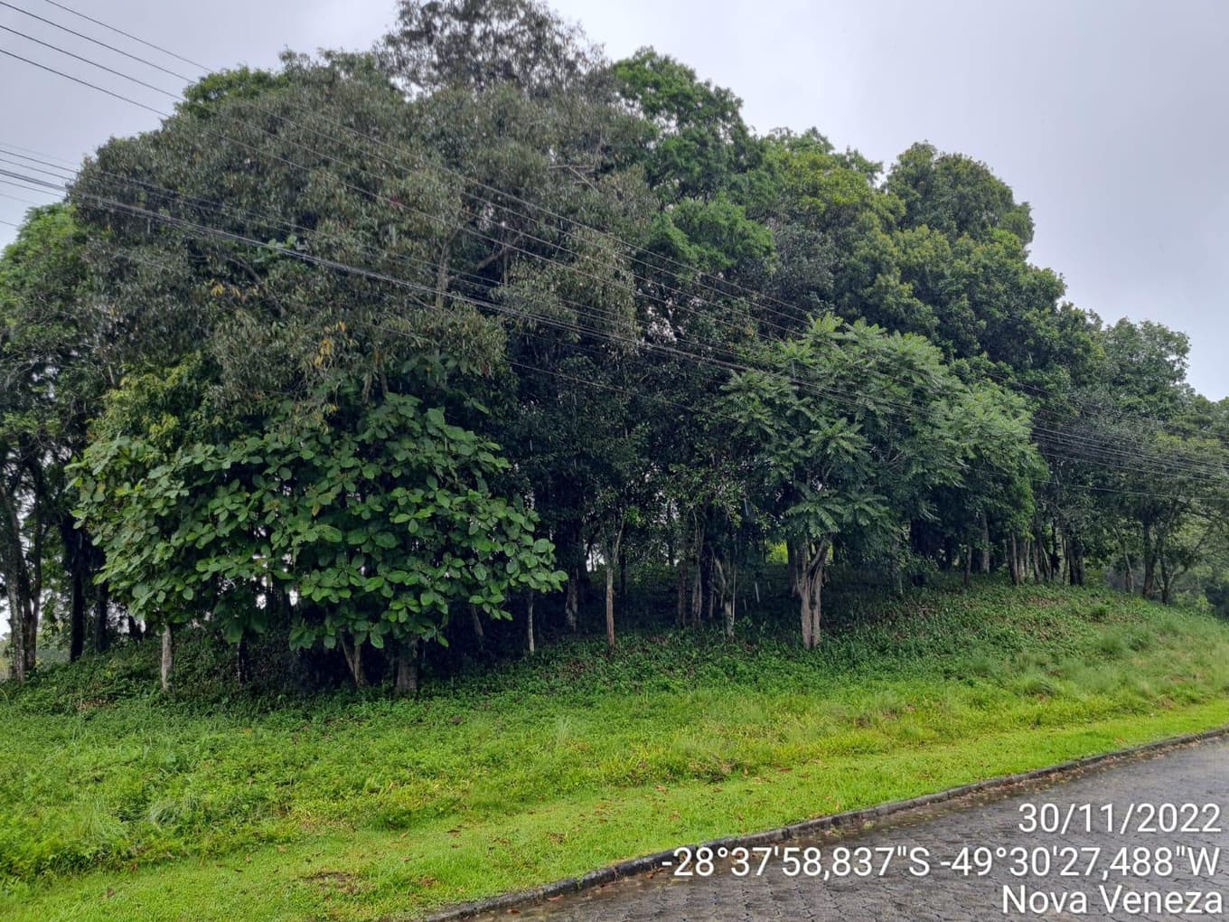 Foto 6 de 8: Terreno em leilão em Nova Veneza - SC — Terreno Urbano com área de 3.255.00m2, em Nova Veneza-SC
