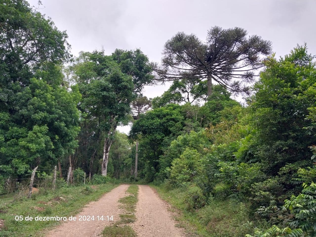Foto 8 de 17: Terreno em leilão em Lapa - PR — Terreno rural, com área de 36.300,00m², Lapa/PR