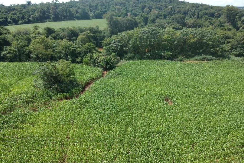 Foto 3 de 8: Area Rural em leilão em Mercedes - PR — IMÓVEL RURAL COM ÁREA DE 70.050 m2- Em MERCEDES/PR