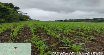 Foto 2 de 2: Area Rural em leilão em Jaboticaba - RS — LOTE RURAL DE CULTURA | A.T. 3,125 HA | LINHA ALTO XAXIM | JABOTICABA/RS