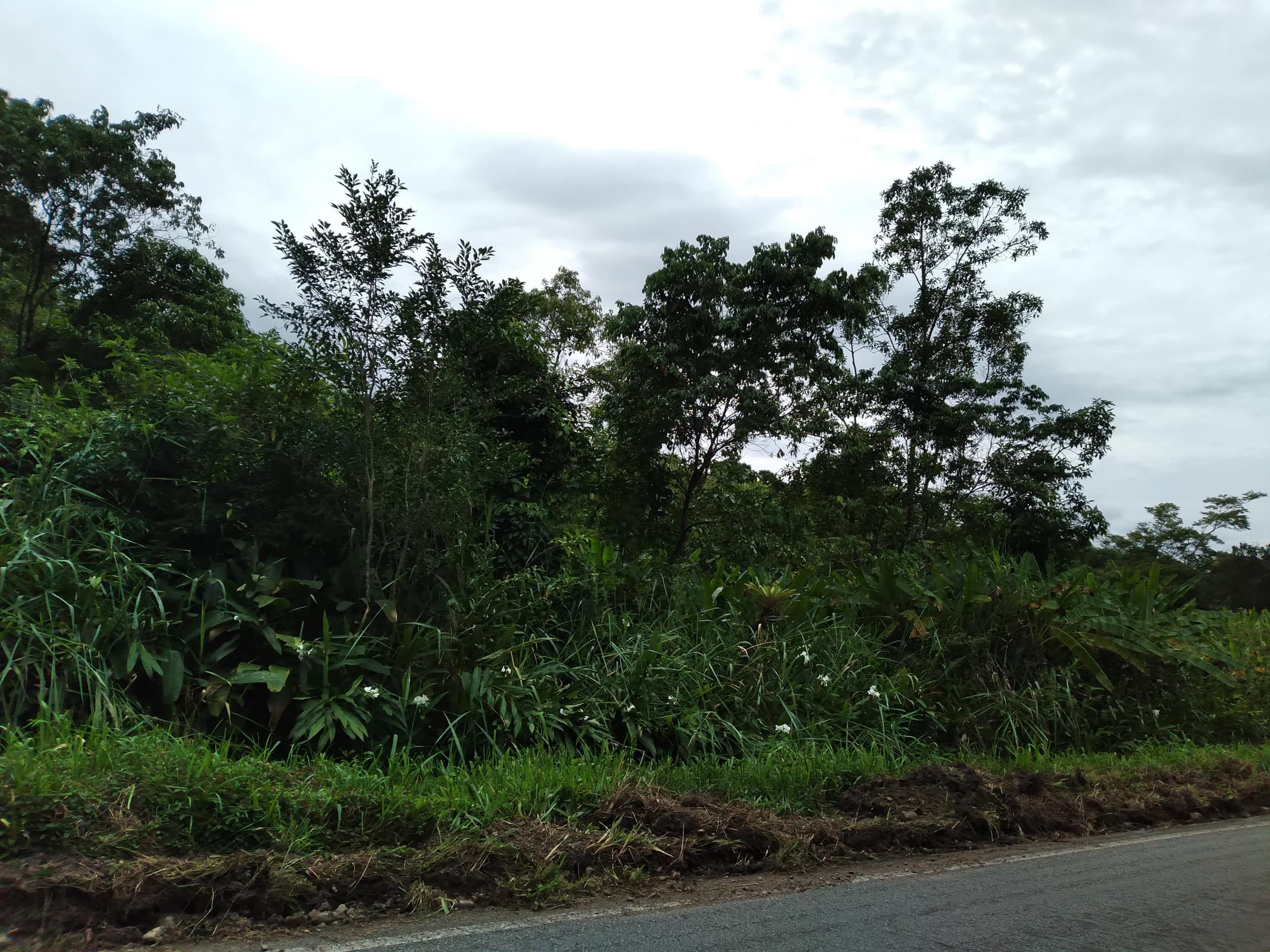 Foto 7 de 13: Terreno em leilão em Antonina - PR — Terreno Rural 308,4632ha Desocupado em Antonina/PR