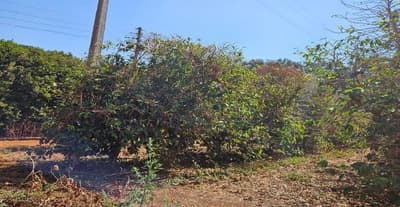 Foto 3 de 6: Area Rural em leilão em Serra Do Salitre - MG — Imóvel Rural 05,99,39 ha na Fazenda Santa Maria, Serra do Salitre/MG