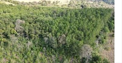 Foto 5 de 11: Area Rural em leilão em Quedas Do Iguaçu - PR, bairro Jardim Alegre — IMÓVEL RURAL COM ÁREA TOTAL DE 11,0255 hectares, EM QUEDAS DO IGUAÇU-PR