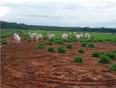 Foto 1 de 5: Area Rural em leilão em Porto Dos Gaúchos - MT — IMÓVEL RURAL | 25 HA | ESTÂNCIA BLAU II - EM PORTO DOS GAÚCHOS/MT