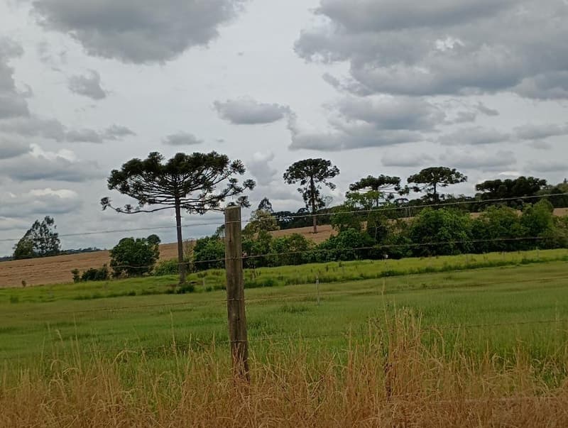 Foto 5 de 11: Area Rural em leilão em Bela Vista Do Toldo - SC, bairro Interior — IMÓVEL RURAL COM ÁREA TOTAL DE 235.247,93 M2 EM BELA VISTA DO TOLDO-SC