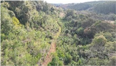 Foto 3 de 16: Area Rural em leilão em Quedas Do Iguaçu - PR — IMÓVEIS RURAIS VENDA CONJUNTA DE DUAS MATRÍCULAS- Em QUEDAS DO IGUAÇU/PR