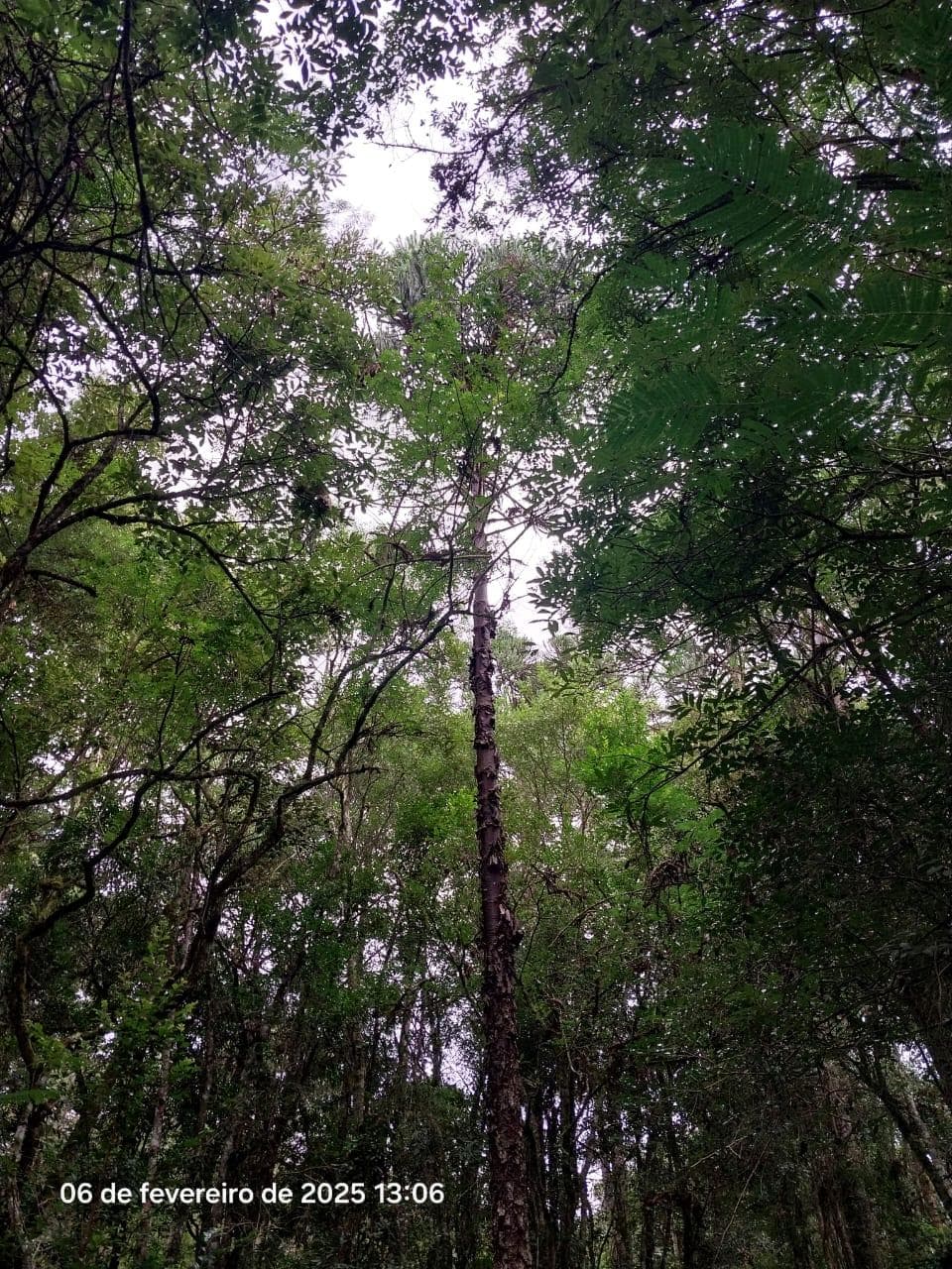 Foto 18 de 18: Area Rural em leilão em Lapa - PR — Terreno rural com a área de 2,0227ha, Lapa/PR