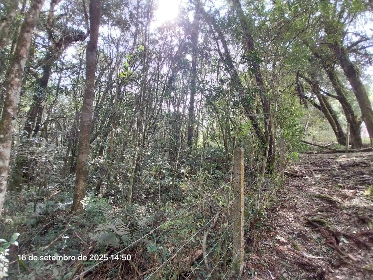 Foto 17 de 31: Area Rural em leilão em Campina Grande Do Sul - PR — Direitos de Posse sobre Chácara de 9,68 Hectares - Campina Grande do Sul/PR