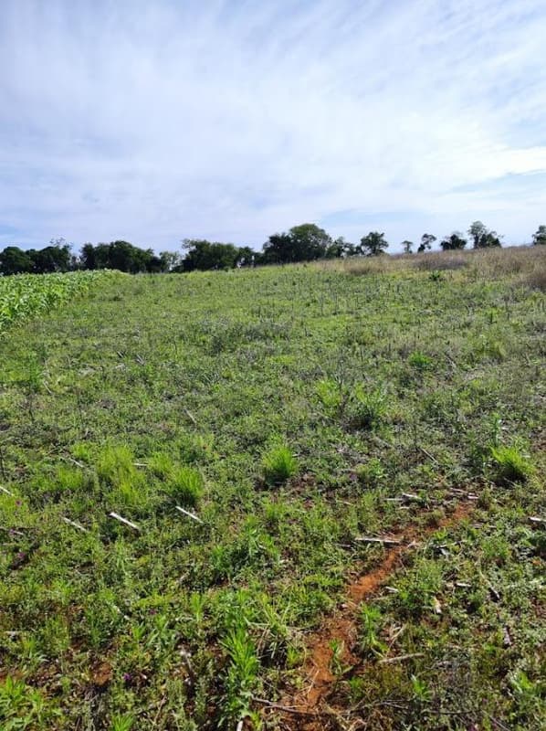 Foto 11 de 12: Area Rural em leilão em Santo Cristo - RS — IMÓVEL RURAL COM ÁREA TOTAL DE 20.250m² - SANTO CRISTO/RS