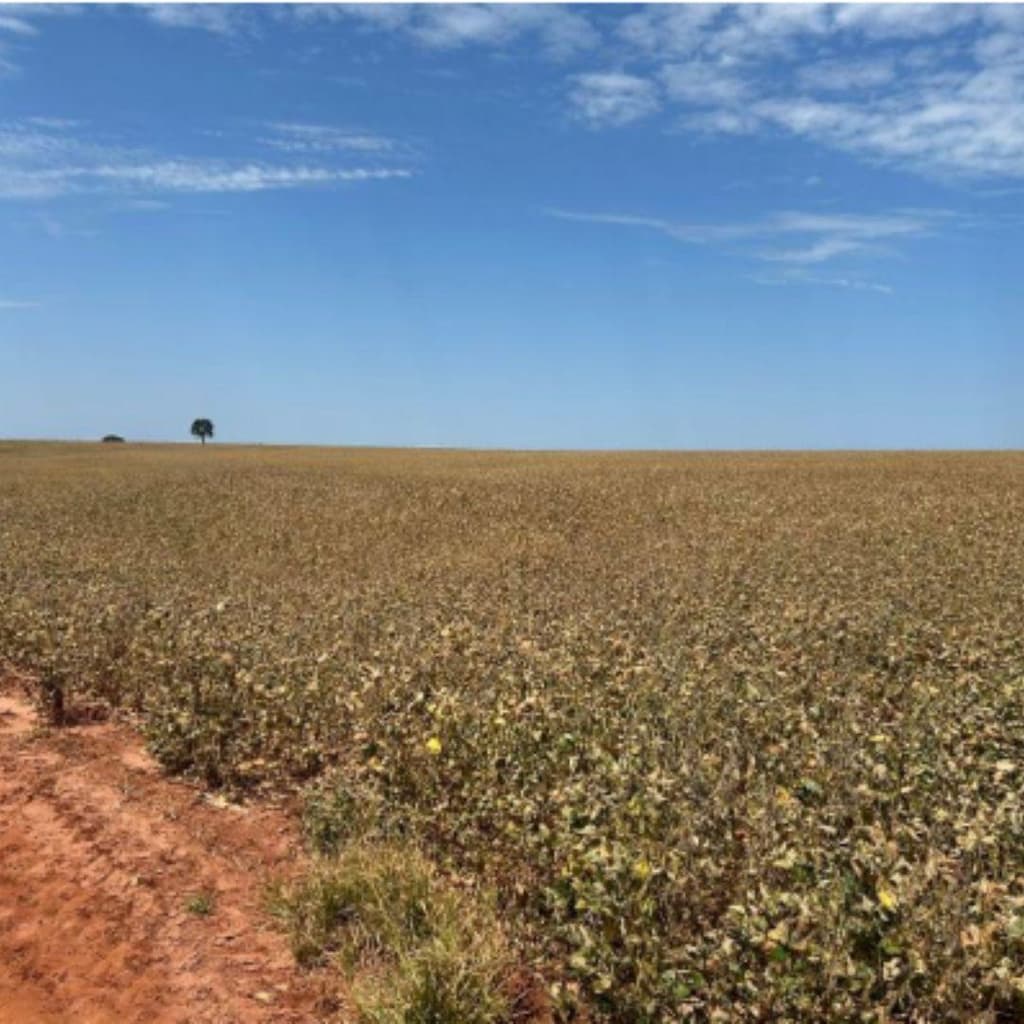 Foto 5 de 5: Area Rural em leilão em Francisco Alves - PR — IMÓVEL RURAL COM 174.03ha- Em FRANCISCO ALVES/PR