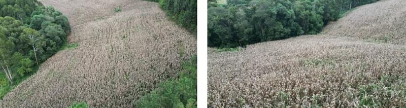 Foto 13 de 16: Area Rural em leilão em Jupiá - SC — Lote Rural 45074m², Linha Pinheiro, Jupiá/SC