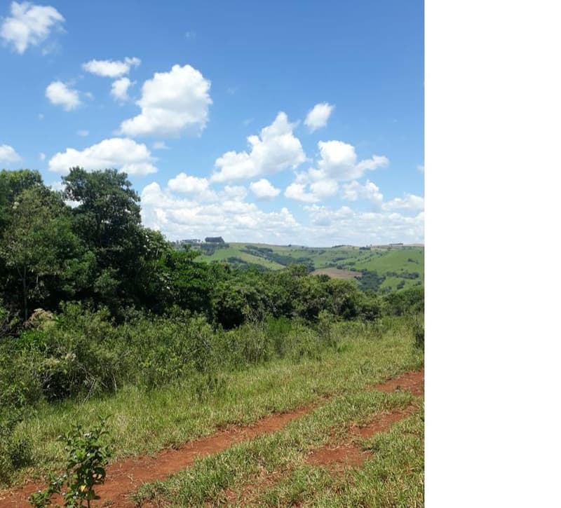 Foto 6 de 9: Area Rural em leilão em Roncador - PR — Gleba de terras, A.T. 60 ha, Colônia Muquilão