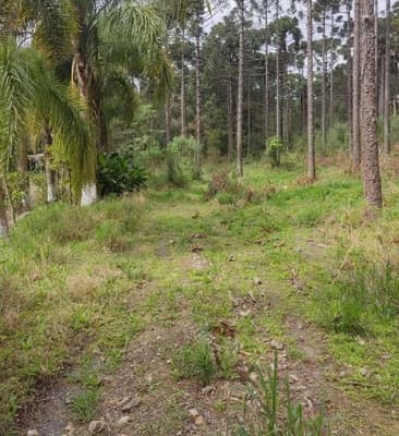 Foto 22 de 26: Area Rural em leilão em São João Do Triunfo - PR — IMÓVEL RURAL COM EXTENSÃO URBANA - ÁREA TOTAL DE 60.726,43 m²-AVENIDA DAS ARAUCÁRIAS-LADEIRA- SÃO JOÃO DO TRIUNFO-PR