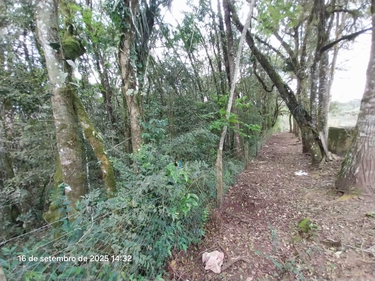 Foto 29 de 31: Area Rural em leilão em Campina Grande Do Sul - PR — Direitos de Posse sobre Chácara de 9,68 Hectares - Campina Grande do Sul/PR