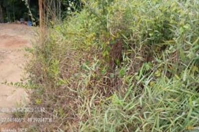 Foto 6 de 6: Terreno em leilão em Apiúna - SC — TERRENO URBANO COM ÁREA TOTAL DE 798,30 M2, EM APÍUNA-SC