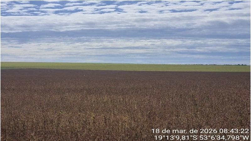 Foto 15 de 30: Area Rural em leilão em Paraíso Das Águas - MS — IMÓVEL RURAL | 400 HA (FRAÇÃO IDEAL) - FAZ. LOTE BAÚS PERDIDO I SECÇÃO B | PLANTIO PARA SOJA E MILHO | PARAÍSO DAS ÁGUAS/MS